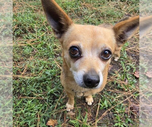 Medium Photo #2 Chihuahua Puppy For Sale in Spring Lake, NC, USA