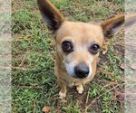 Small Photo #2 Chihuahua Puppy For Sale in Spring Lake, NC, USA