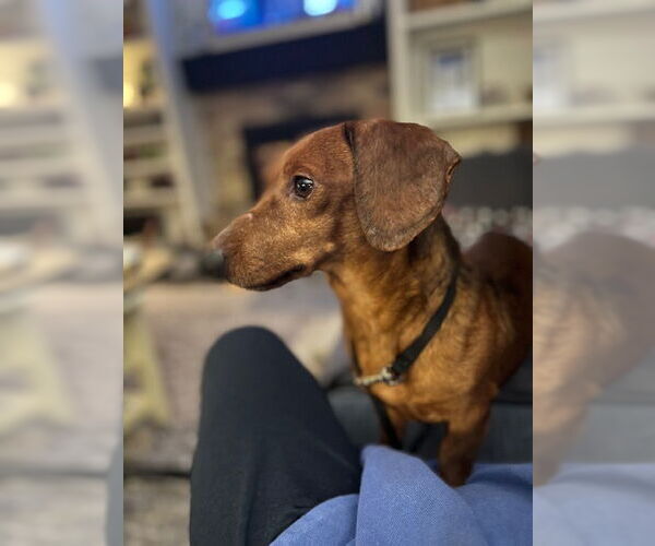 Medium Photo #5 Dachshund Puppy For Sale in St. Louis Park, MN, USA