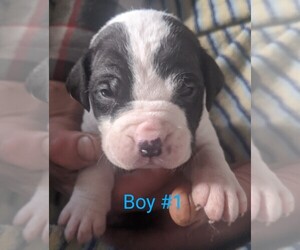 Bullypit Puppy for sale in Ardmore, Alberta, Canada
