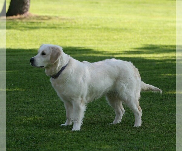 Medium Photo #10 English Cream Golden Retriever Puppy For Sale in MARSHFIELD, WI, USA