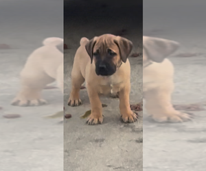 Boerboel Puppy for Sale in BOWIE, Maryland USA