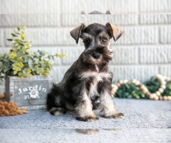 Medium Photo #15 Schnauzer (Miniature) Puppy For Sale in BALTIC, OH, USA