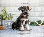 Small #1 Schnauzer (Miniature)