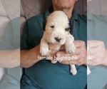 Small #2 English Springer Spaniel