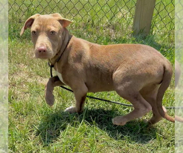 Medium Photo #3 Bulldog-Labrador Retriever Mix Puppy For Sale in Tarrytown, GA, USA