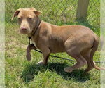 Small #2 Bulldog-Labrador Retriever Mix