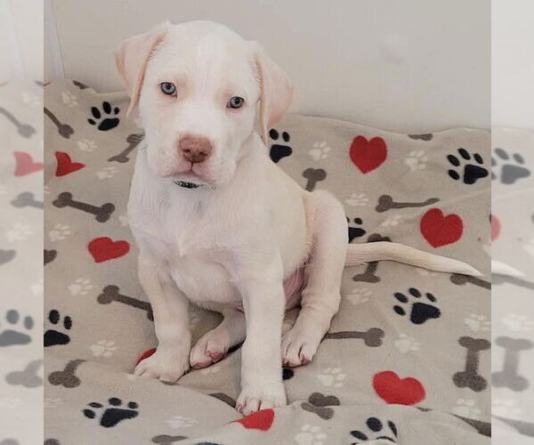 Medium Photo #1 Labrenees Puppy For Sale in Des Moines, IA, USA