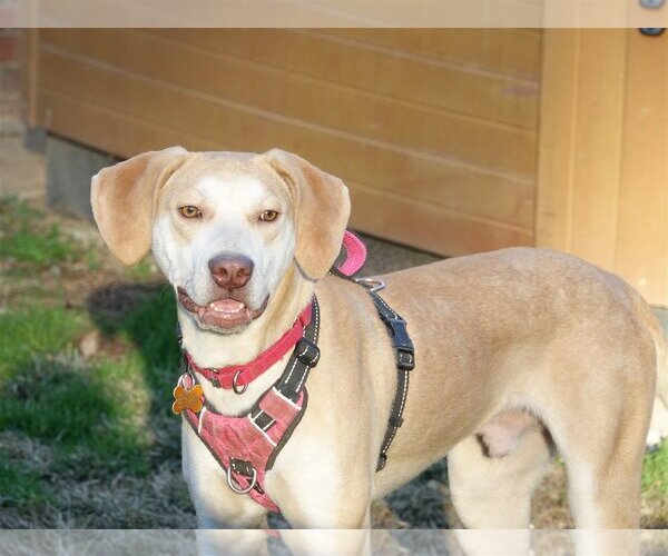 Medium Photo #1 Labrador Retriever-Unknown Mix Puppy For Sale in Stafford, VA, USA