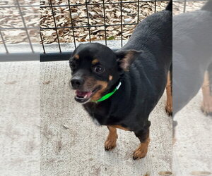 Chihuahua-Unknown Mix Dogs for adoption in Oak Bluffs, MA, USA