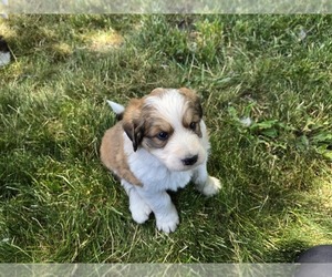 Medium Great Bernese
