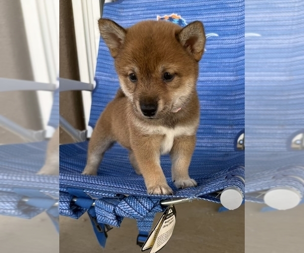 Medium Photo #2 Shiba Inu Puppy For Sale in MURRIETA, CA, USA