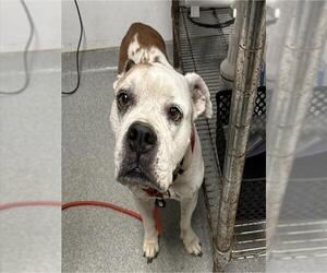 Bulloxer Dogs for adoption in Palmetto, FL, USA