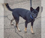Small #1 Australian Kelpie-Siberian Husky Mix