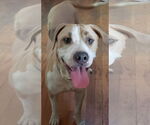 Small #3 American Bulldog-Labrador Retriever Mix
