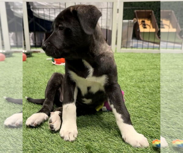 Medium Photo #9 Mutt Puppy For Sale in Sanford, FL, USA