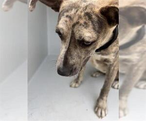 Black Mouth Cur-Unknown Mix Dogs for adoption in Houston, TX, USA