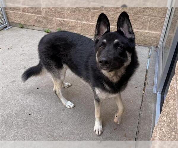 Medium Photo #1 German Shepherd Dog Puppy For Sale in Aurora, IL, USA