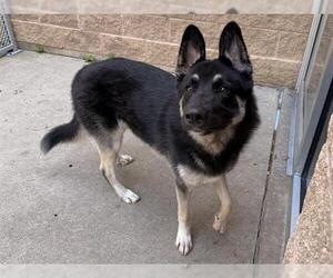 German Shepherd Dog Dogs for adoption in Aurora, IL, USA