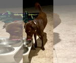 Small #8 Labrador Retriever