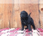 Puppy 6 Irish Wolfhound-Poodle (Standard) Mix