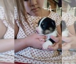 Small Photo #25 Australian Shepherd-Pembroke Welsh Corgi Mix Puppy For Sale in GALLEGOS, NM, USA