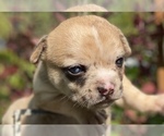 Small Photo #22 Bullhuahua-Chihuahua Mix Puppy For Sale in RAWSONVILLE, MI, USA