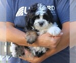 Small #1 Bernedoodle (Miniature)