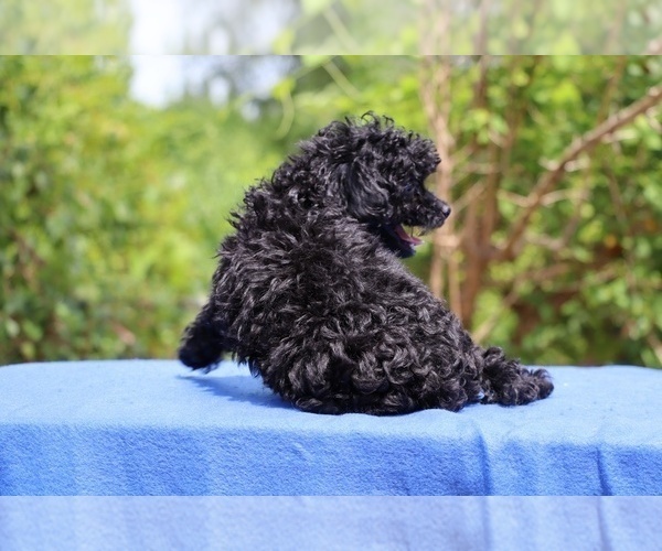 Medium Photo #6 Poodle (Toy) Puppy For Sale in DYERSBURG, TN, USA