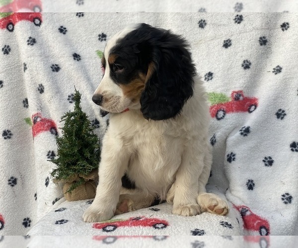 Medium Photo #4 Bernese Mountain Dog Puppy For Sale in CEDAR LANE, PA, USA