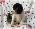 Small Photo #4 Bernese Mountain Dog Puppy For Sale in CEDAR LANE, PA, USA