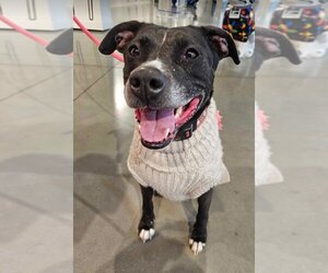 Labrador Retriever-Unknown Mix Dogs for adoption in St. Ann, MO, USA