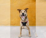 Small #2 Labrador Retriever Mix