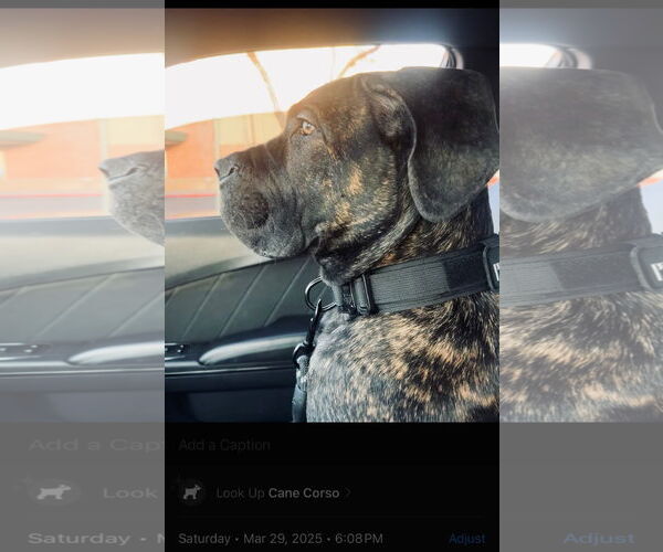 Medium Photo #5 Mutt Puppy For Sale in Goodyear, AZ, USA