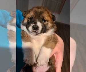 Shiba Inu Puppy for sale in GREEN BAY, WI, USA