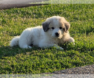 Great Pyrenees Dogs for adoption in Croydon, NH, USA