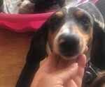 Small Photo #1 Dachshund Puppy For Sale in GREENSBURG, PA, USA