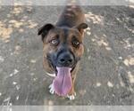Small #1 German Shepherd Dog Mix