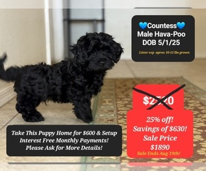 Poovanese Puppy for sale in TUCSON, AZ, USA