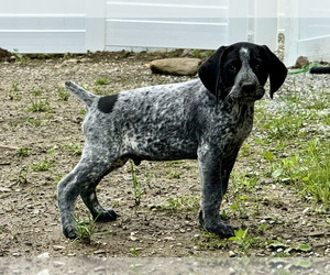 German Shorthaired Pointer Puppy for Sale in WILLISTON, Vermont USA