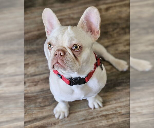 Medium Photo #3 French Bulldog Puppy For Sale in Lake Elsinore, CA, USA