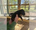 Small Photo #9 Great Dane Puppy For Sale in CLAREMORE, OK, USA