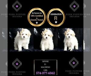 Maltipoo Puppy for sale in WARSAW, IN, USA