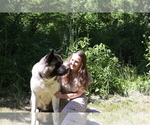 Small Photo #12 Akita-German Shepherd Dog Mix Puppy For Sale in MOODUS, CT, USA