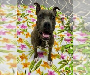 American Pit Bull Terrier Dogs for adoption in Charlotte, NC, USA