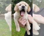 Puppy FEMALE Labrador Retriever