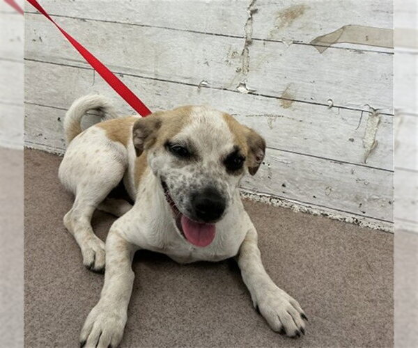 Medium Photo #1 Mutt Puppy For Sale in San Bernardino, CA, USA