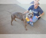 Small #1 American Pit Bull Terrier Mix