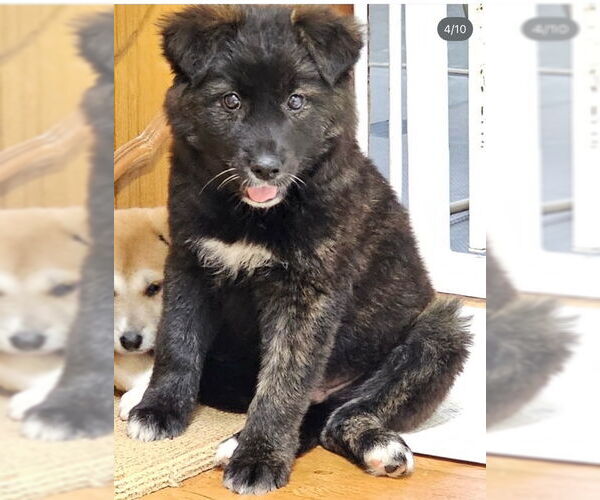 Medium Photo #4 Unknown-pomeranian spitz Mix Puppy For Sale in Agoura Hills, CA, USA