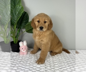 Golden Retriever Puppy for Sale in FRANKLIN, Indiana USA